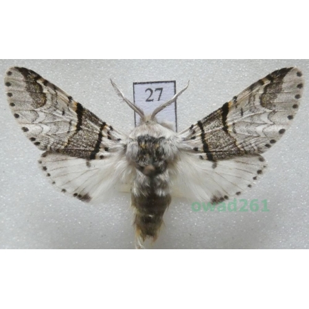 Furcula bifida (Brahm, 1787) male Czech27